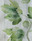 Tissu Sanderson - Fig Harvest - rf: 226329 Jardin vert ( dtail )