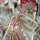 Tissu Gaston y Danila - Paradiso - rf: GDT.1626.007 Multicolor
