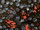 Tissu Deschemaker - Pavot - rf: 3021.3109 Ebne ( dtail )