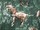 Tissu Donghia - Horses - rf: 10357.004 Green ( dtail )