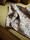 Tissu Pierre Frey - Mkran - rf: F3447.001 Palomino
