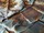 Tissu Fadini Borghi - Palmeto - rf: I6609.002 ( dtail )
