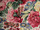 Tissu Sanderson - Rose and Peony - rf: 224421 Red ( dtail )