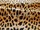 Tissu Boussac - Panthre de Somalie - rf: O989A.001