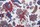 Tissu Quenin - Eglantine - rf: 4266.03 Griotte ( dtail )
