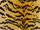 Tissu Nobilis - Velours Tiger - rf: 10496.35 Curry