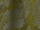 Tissu Quenin - Victoria - rf: 4240.02 Olive