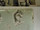 Tissu Sanderson - Squirrel & Hedgehog - rf: 225522 ( dtail )