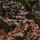 Tissu Zoffany - Countess - rf: 322661 Twilight