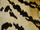 Tissu Nobilis - Velours Tiger - rf: 10496.02 Crme ( dtail )