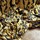 Tissu Zoffany - Deco Deer - rf: 333017 Tigers Eye/Vine Black