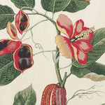Tissu Boussac - Naka - rf: O5864.001 Printemps