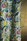 Tissu Pierre Frey - Soushin - rf: F3657.001 Sauterelle