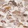 Tissu Casamance - Matsu Lin - rf: 4966.0328 Terracotta/Ocre