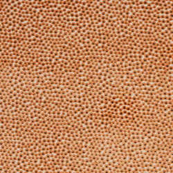 Tissu Jane Churchill - Darwin - rf: J0249.06 Orange