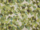 Tissu Pierre Frey - Lauren I - rf: F3650.001 Spring