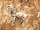 Tissu Donghia - Horses - rf: 10357.008 Camel ( dtail )