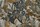Tissu Casal - Magua - rf: 84027.43 Savane