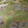 Tissu Fadini Borghi - Misene - r�f: I6663.001 Smeraldo/Oro