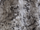 Tissu Jean Paul Gaultier - Sakura - rf: 3468.01 ( dtail )