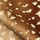 Tissu Nobilis - Velours Faon - rf: 10912.14