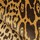 Tissu Nobilis - Velours Lopard - rf: 10497.35 Curry