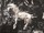 Tissu Donghia - Horses - rf: 10357.009 Black ( dtail )