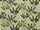 Tissu Pierre Frey - Bonsa - rf: F3214.001 Pistache