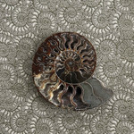 Tissu Lelivre - Ammonite - rf: 3233