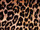 Tissu Osborne & Little - Pardus - rf: F6713.02 ( dtail )