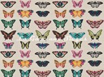 Tissu Harlequin - Papilio - réf: 120344 Flamingo/Papaya/Loganberry