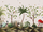 Tissu Pierre Frey - Canaima - rf: F3727.001 Original
