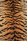 Tissu Le Manach - Tigre Velours - rf: L3353.001 Original