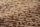 Tissu Pierre Frey - Tibet - rf: F3981.003 Argile