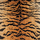 Tissu Le Manach - Tigre Velours - rf: L3353.001 Original