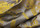 Tissu Tassinari & Chtel - Les Msanges - rf: 1505.01 Bleu ( dtail )