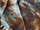 Tissu Fadini Borghi - Palmeto - rf: I6609.002 ( dtail )