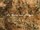 Tissu GP&J.Baker - Royal Damask Velvet - rf: BP10646.1 Bronze ( dtail )