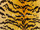 Tissu Nobilis - Velours Tiger - rf: 10496.35 Curry