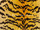 Tissu Nobilis - Velours Tiger - rf: 10496.35 Curry ( dtail )