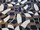 Tissu Misia - Chimrique - rf: M349.903 Bleu Misia