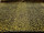 Tissu Edmond Petit - Lopard - rf: 15611.001 ( toute laize )